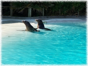 otaries