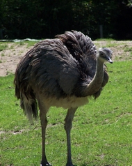 lama
